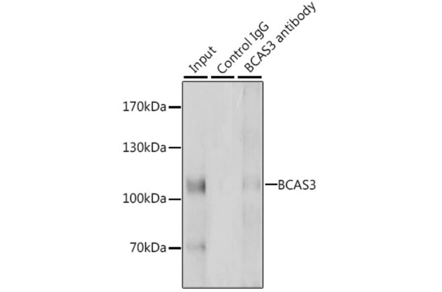 Western Blot - Anti-BCAS3 Antibody (A15620) - Antibodies.com