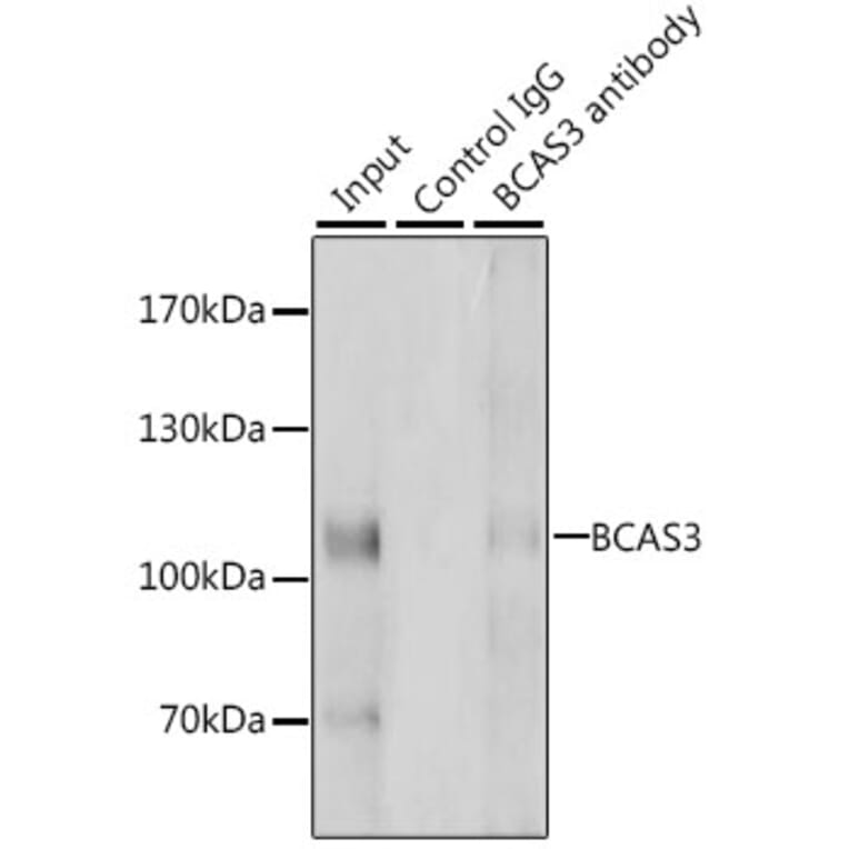 Western Blot - Anti-BCAS3 Antibody (A15620) - Antibodies.com