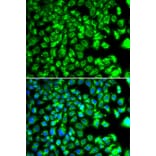 Immunofluorescence - Anti-BORCS7 Antibody (A15621) - Antibodies.com