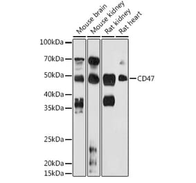 Western Blot - Anti-CD47 Antibody (A15622) - Antibodies.com