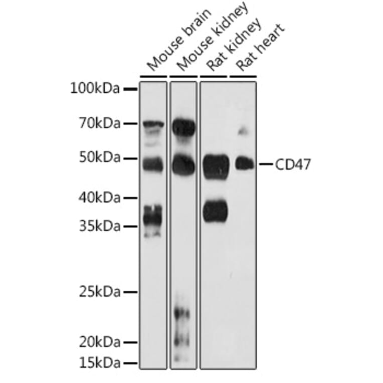 Western Blot - Anti-CD47 Antibody (A15622) - Antibodies.com