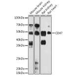 Western Blot - Anti-CD47 Antibody (A15622) - Antibodies.com