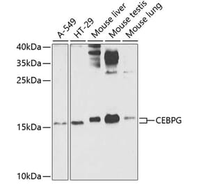 Western Blot - Anti-CEBPG Antibody (A15623) - Antibodies.com