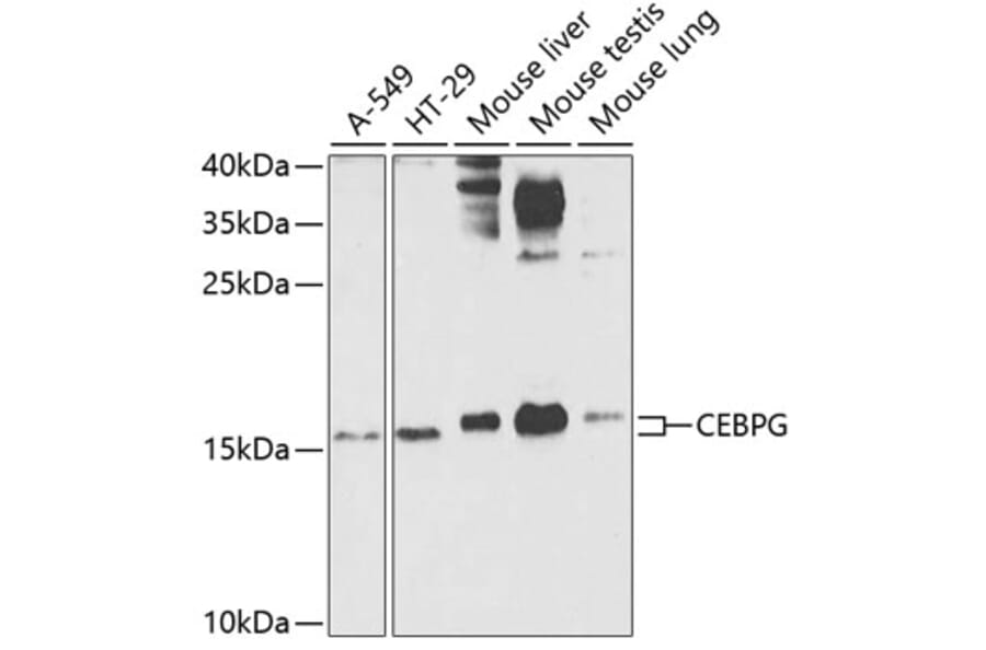 Western Blot - Anti-CEBPG Antibody (A15623) - Antibodies.com