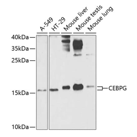 Western Blot - Anti-CEBPG Antibody (A15623) - Antibodies.com