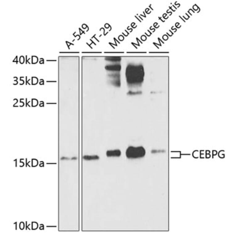 Western Blot - Anti-CEBPG Antibody (A15623) - Antibodies.com