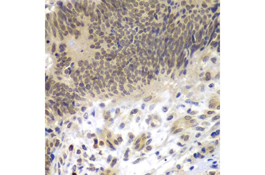 Immunohistochemistry - Anti-CEBPG Antibody (A15623) - Antibodies.com