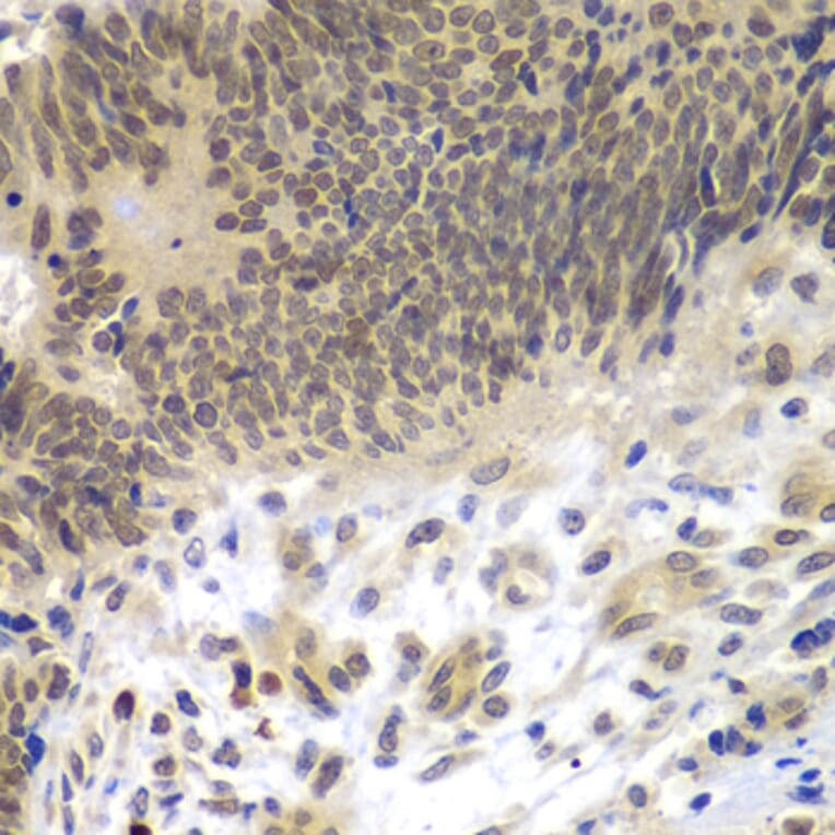 Immunohistochemistry - Anti-CEBPG Antibody (A15623) - Antibodies.com