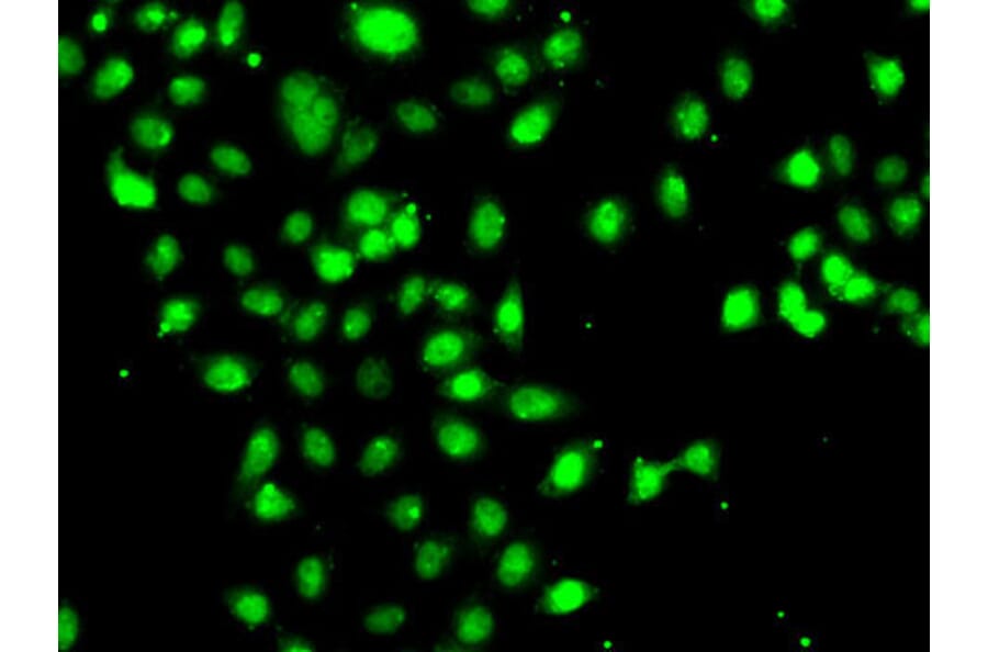 Immunofluorescence - Anti-CEBPG Antibody (A15623) - Antibodies.com