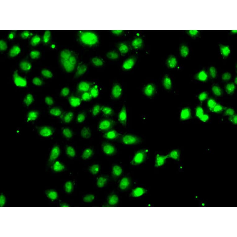 Immunofluorescence - Anti-CEBPG Antibody (A15623) - Antibodies.com