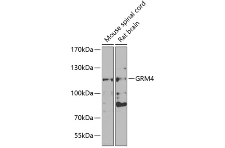 Western Blot - Anti-Metabotropic Glutamate Receptor 4/MGLUR4 Antibody (A15624) - Antibodies.com