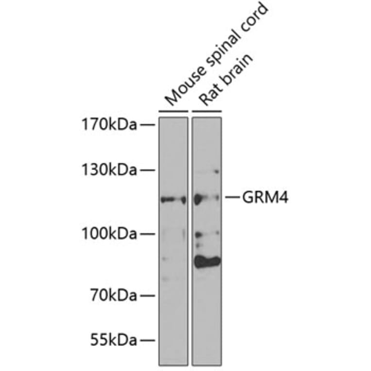 Western Blot - Anti-Metabotropic Glutamate Receptor 4/MGLUR4 Antibody (A15624) - Antibodies.com