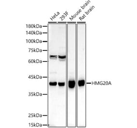 Western Blot - Anti-HMG20A Antibody (A15626) - Antibodies.com