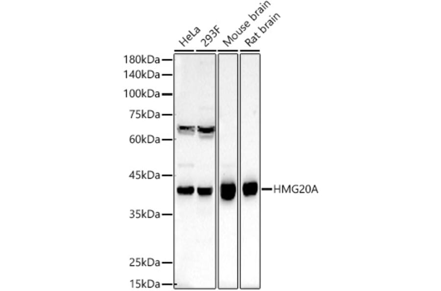 Western Blot - Anti-HMG20A Antibody (A15626) - Antibodies.com