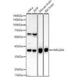 Western Blot - Anti-HMG20A Antibody (A15626) - Antibodies.com