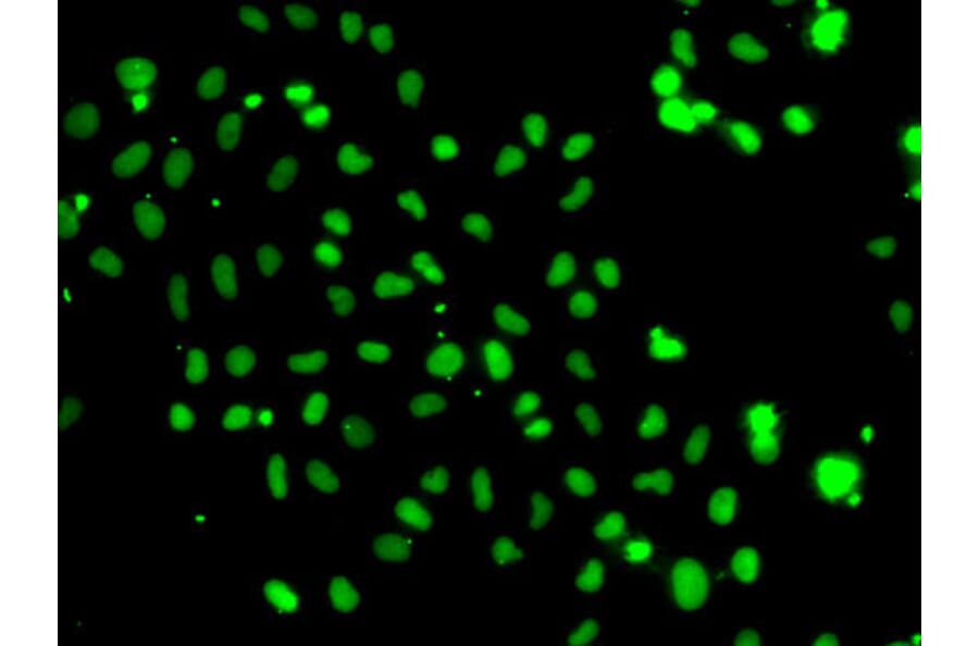 Immunofluorescence - Anti-HMG20A Antibody (A15626) - Antibodies.com