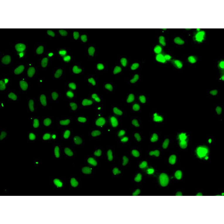 Immunofluorescence - Anti-HMG20A Antibody (A15626) - Antibodies.com