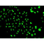 Immunofluorescence - Anti-HMG20A Antibody (A15626) - Antibodies.com