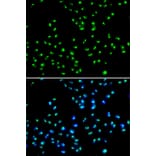 Immunofluorescence - Anti-NAT10 Antibody (A15628) - Antibodies.com