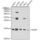Western Blot - Anti-NCBP2 Antibody (A15629) - Antibodies.com
