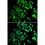 Immunofluorescence - Anti-NCBP2 Antibody (A15629) - Antibodies.com