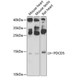 Western Blot - Anti-PDCD5 Antibody (A15631) - Antibodies.com