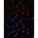 Immunofluorescence - Anti-PDCD5 Antibody (A15631) - Antibodies.com