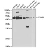Western Blot - Anti-POU6F1/Emb Antibody (A15632) - Antibodies.com