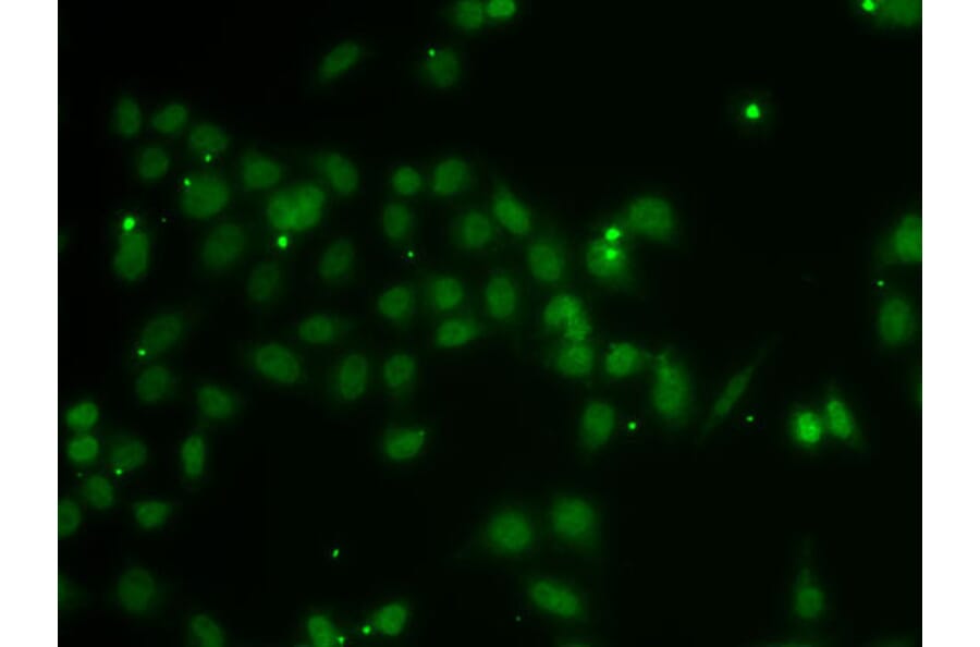 Immunofluorescence - Anti-POU6F1/Emb Antibody (A15632) - Antibodies.com