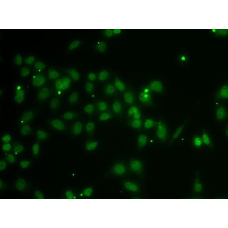 Immunofluorescence - Anti-POU6F1/Emb Antibody (A15632) - Antibodies.com