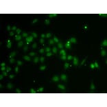 Immunofluorescence - Anti-POU6F1/Emb Antibody (A15632) - Antibodies.com