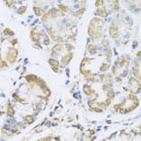 Immunohistochemistry - Anti-AMPK gamma 1 Antibody (A15633) - Antibodies.com