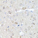 Immunohistochemistry - Anti-AMPK gamma 1 Antibody (A15633) - Antibodies.com