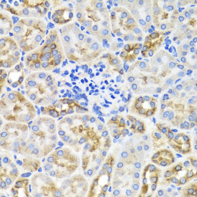 Immunohistochemistry - Anti-AMPK gamma 1 Antibody (A15633) - Antibodies.com