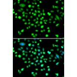 Immunofluorescence - Anti-AMPK gamma 1 Antibody (A15633) - Antibodies.com