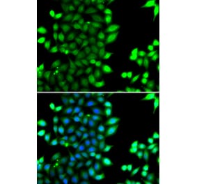 Immunofluorescence - Anti-RNF7 Antibody (A15634) - Antibodies.com