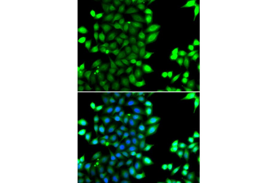 Immunofluorescence - Anti-RNF7 Antibody (A15634) - Antibodies.com