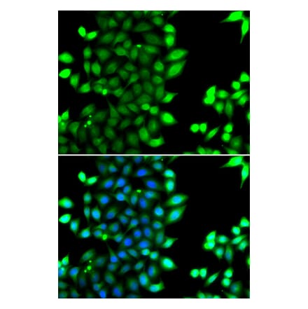 Immunofluorescence - Anti-RNF7 Antibody (A15634) - Antibodies.com