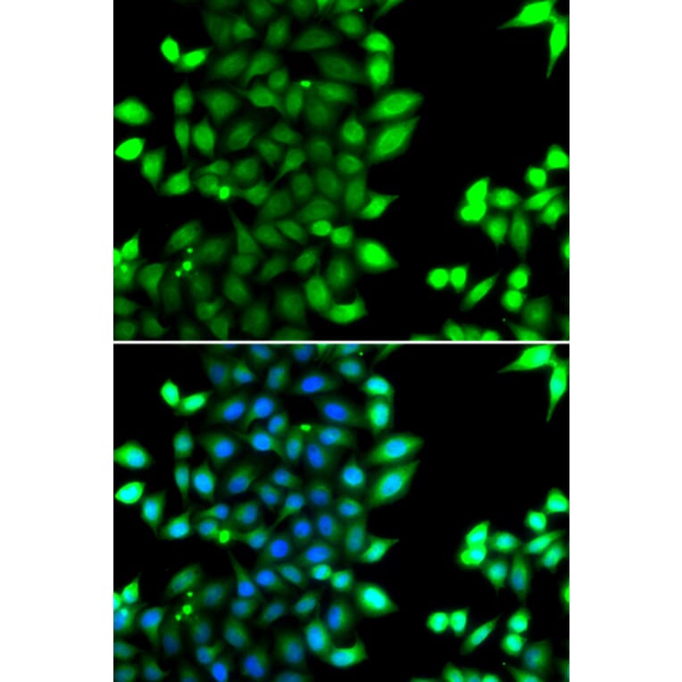 Immunofluorescence - Anti-RNF7 Antibody (A15634) - Antibodies.com