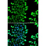 Immunofluorescence - Anti-RNF7 Antibody (A15634) - Antibodies.com