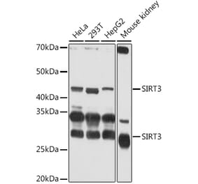 Western Blot - Anti-SIRT3 Antibody (A15635) - Antibodies.com