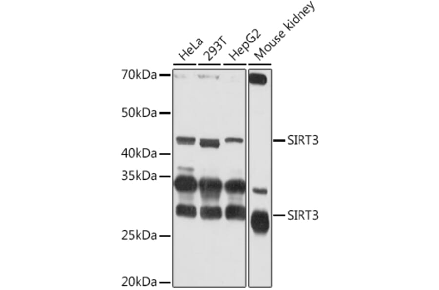 Western Blot - Anti-SIRT3 Antibody (A15635) - Antibodies.com