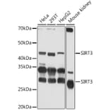 Western Blot - Anti-SIRT3 Antibody (A15635) - Antibodies.com