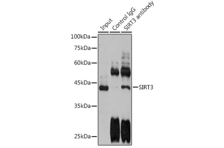 Western Blot - Anti-SIRT3 Antibody (A15635) - Antibodies.com
