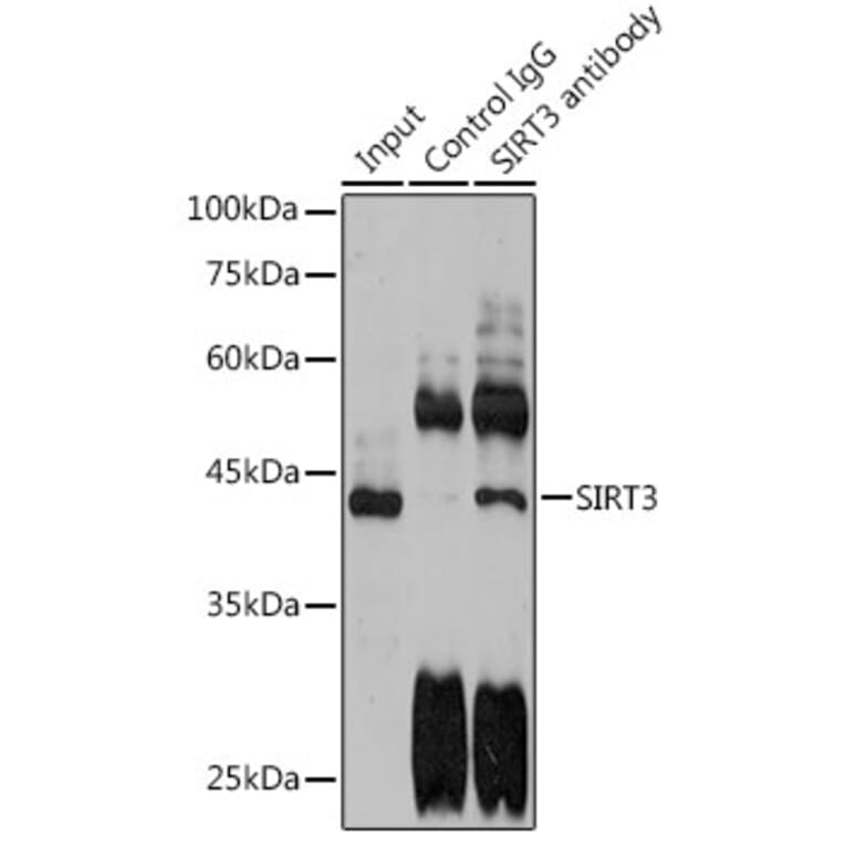 Western Blot - Anti-SIRT3 Antibody (A15635) - Antibodies.com