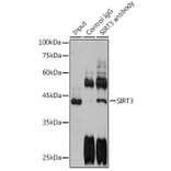 Western Blot - Anti-SIRT3 Antibody (A15635) - Antibodies.com
