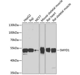 Western Blot - Anti-SMYD1 Antibody (A15636) - Antibodies.com