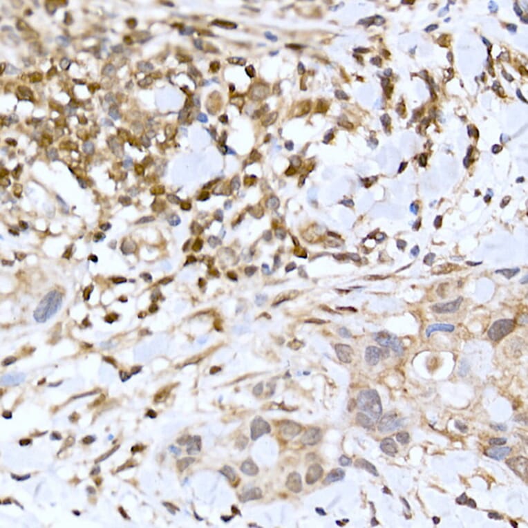 Immunohistochemistry - Anti-TFEB Antibody (A15637) - Antibodies.com