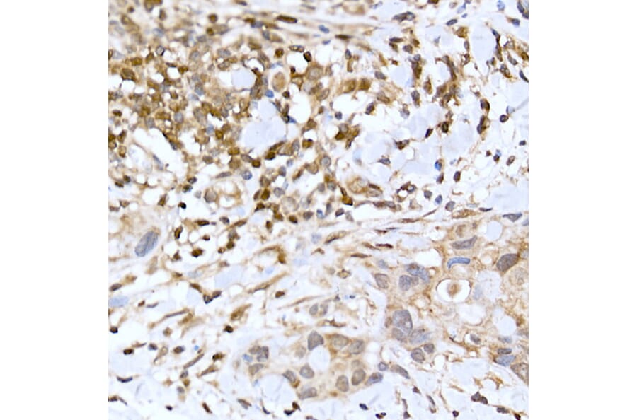 Immunohistochemistry - Anti-TFEB Antibody (A15637) - Antibodies.com