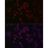 Immunofluorescence - Anti-TFEB Antibody (A15637) - Antibodies.com
